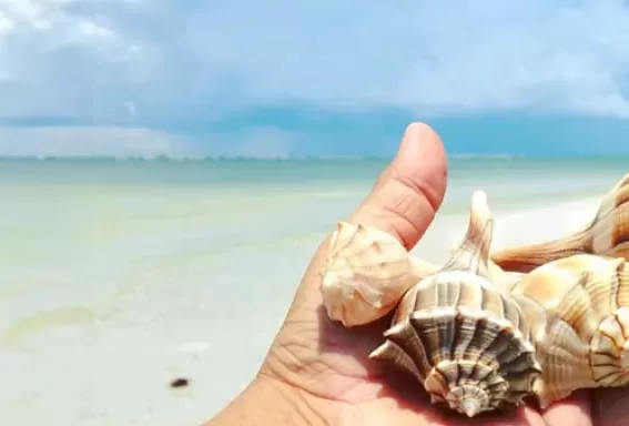 hand holding shells on beach