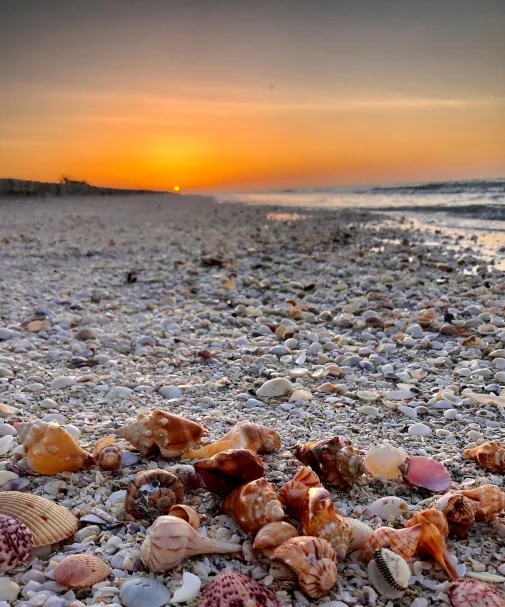 ShellsSunsetBeach_Sanibel_marcia.l.mitchell_2021_05.jpg